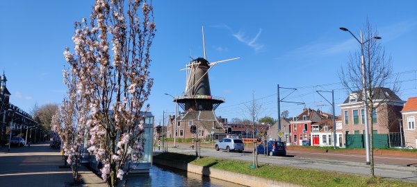 Molen de roos